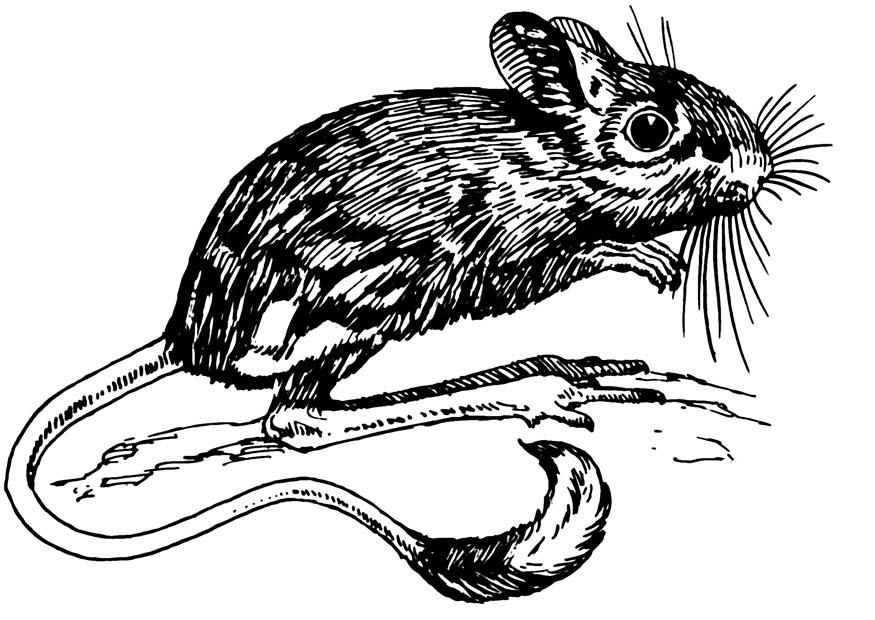 Malvorlage wA¼stenspringmaus