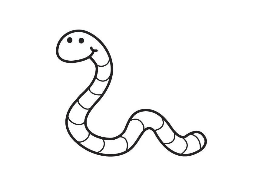 wurm Malvorlage wurm