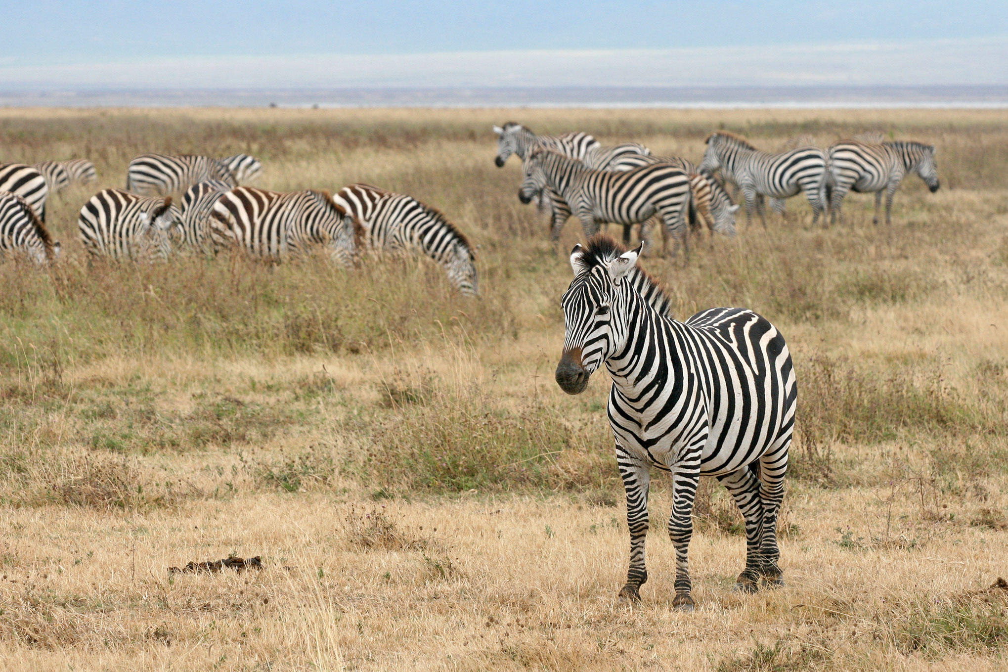 zebra Foto zebra