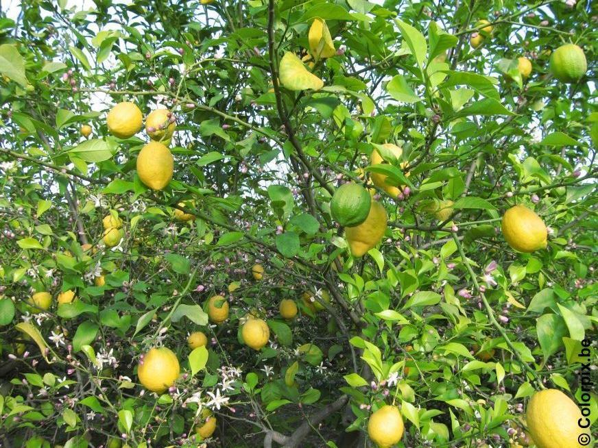 zitronenbaum Foto zitronenbaum