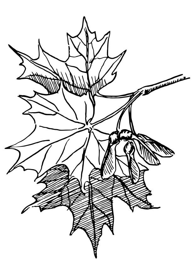 zuckerahorn Malvorlage zuckerahorn