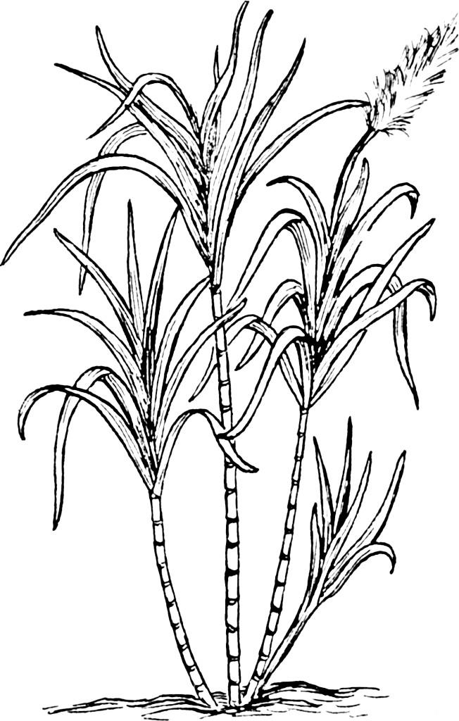 zuckerrohr Malvorlage zuckerrohr