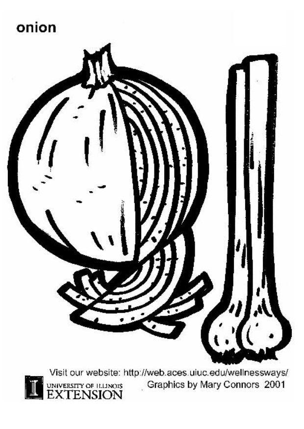 zwiebel Malvorlage zwiebel
