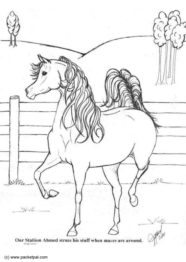Malvorlage  Achmed Pferd
