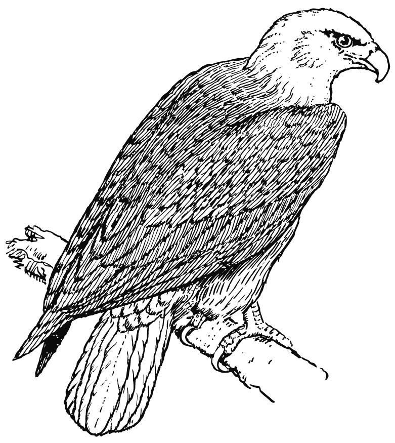 Malvorlage Adler - Kostenlose Ausmalbilder Zum Ausdrucken - Bild 15695.