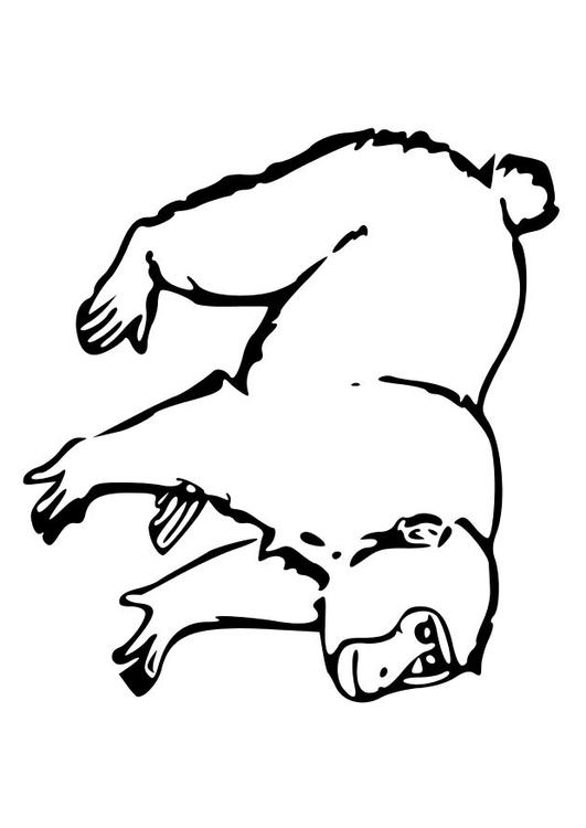 Affe