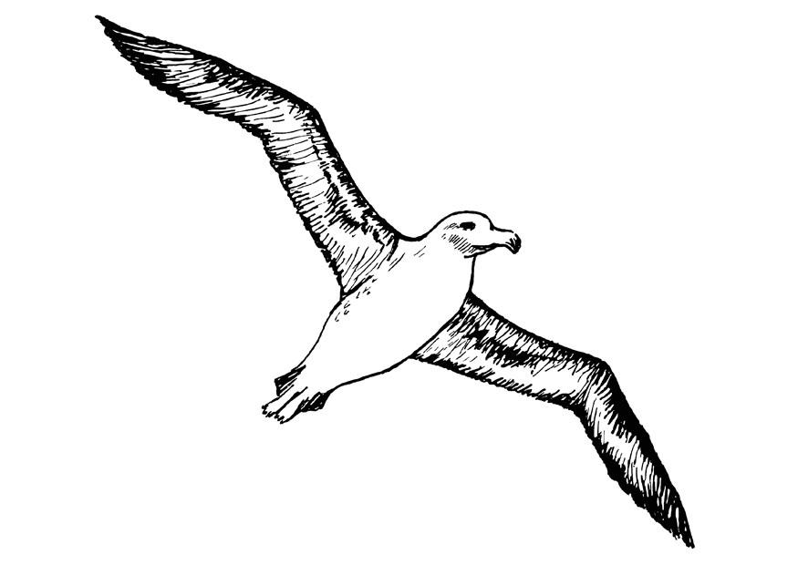 Malvorlage  Albatros