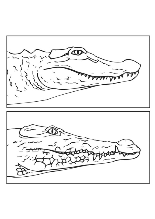 Malvorlage  Alligatorkrokodil