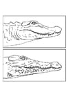 Alligatorkrokodil