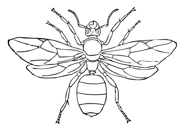 Malvorlage  AmeisenkÃ¶nigin