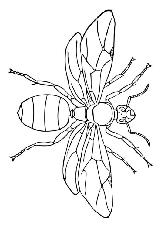 AmeisenkÃ¶nigin