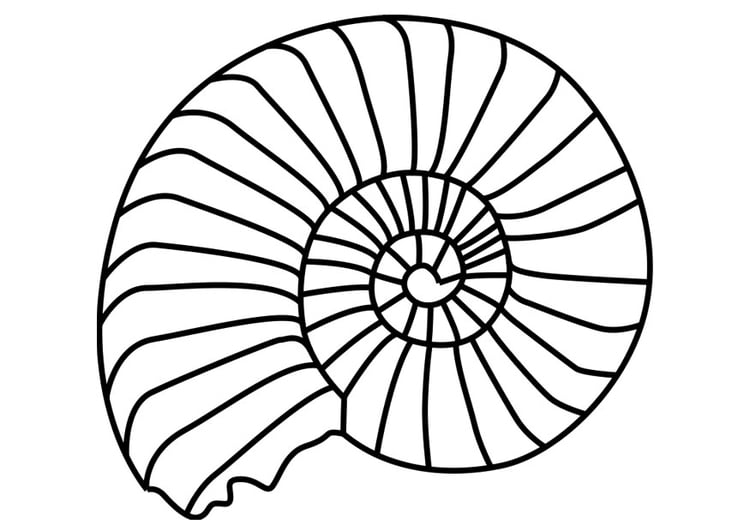 Malvorlage  Ammonit Weichtier