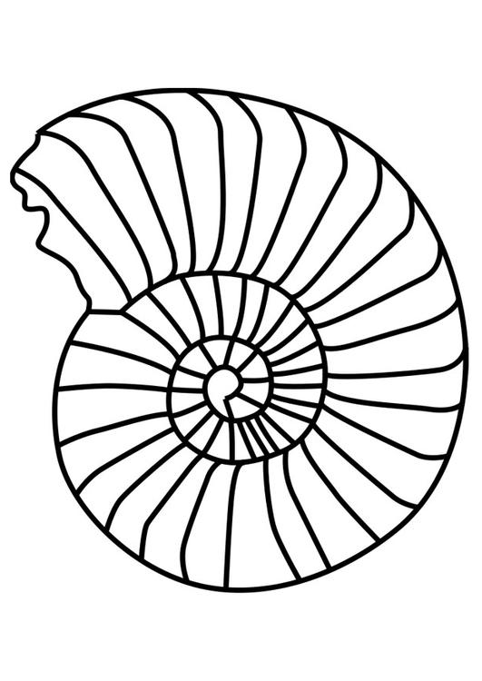 Ammonit Weichtier