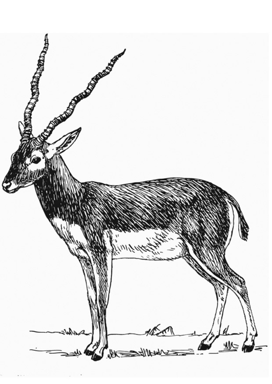 Malvorlage  Antilope