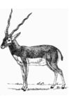 Malvorlage  Antilope