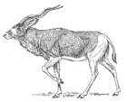 Malvorlagen Antilope