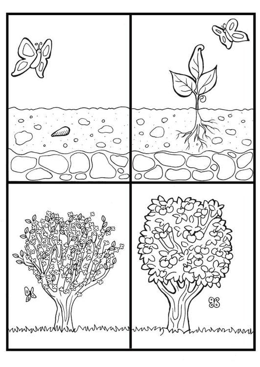 Apfelbaumzyklus