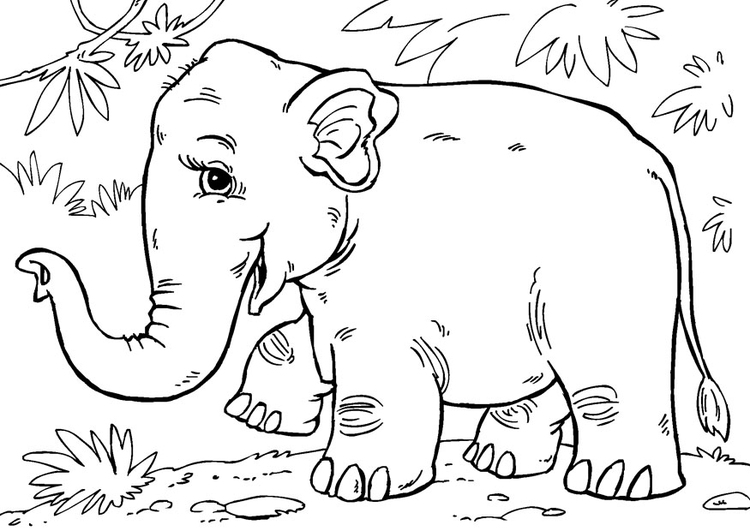 Malvorlage  Asiatischer Elefant