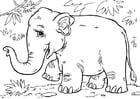 Malvorlagen Asiatischer Elefant
