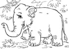 Asiatischer Elefant