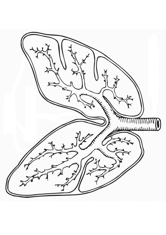 Atmungssystem