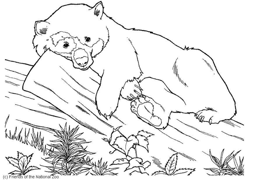 ausmalbilder bär ausmalbilder bär