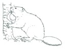 Malvorlagen Biber