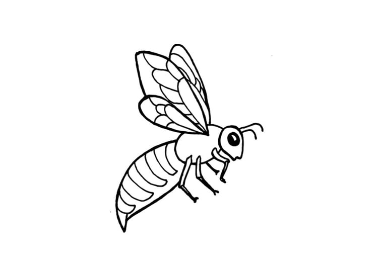 Malvorlage  Biene