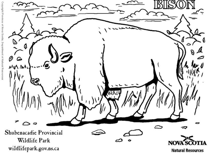 Malvorlage  Bison