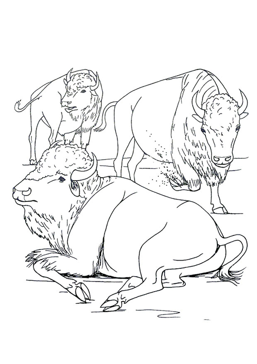 Malvorlage  Bisons