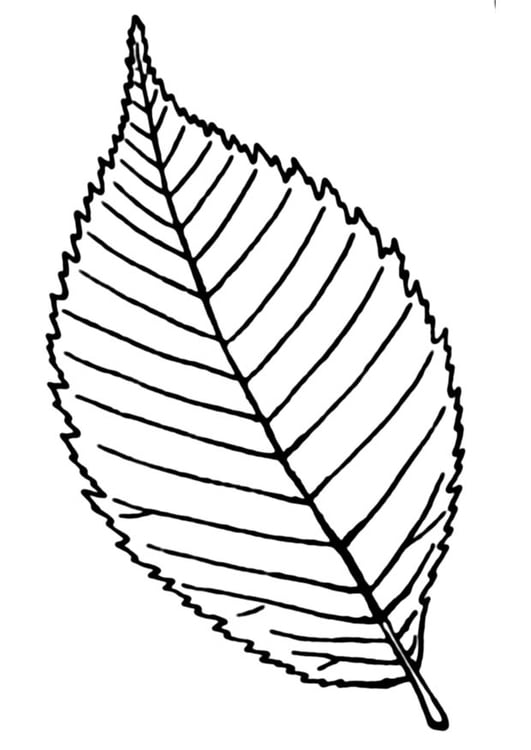 Malvorlage  Blatt