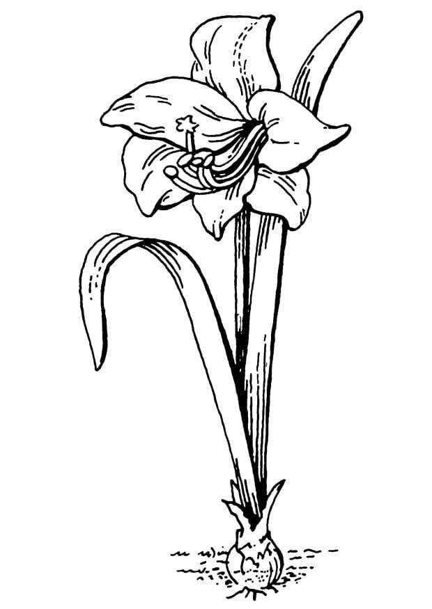 Malvorlage  Blume - Amaryllis