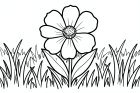 Blume auf einer Wiese