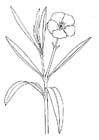 Malvorlage  Blume - Oleander
