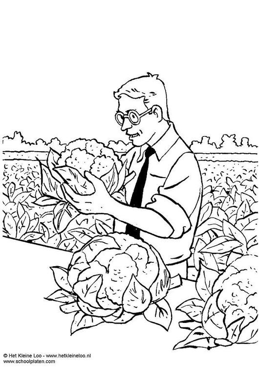 Blumenkohl ernten