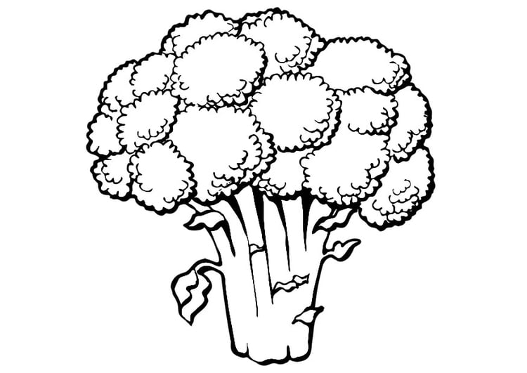 Malvorlage  Brokkoli