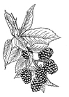 Malvorlage  Brombeeren