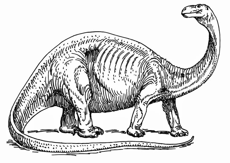 Malvorlage  Brontosaurus