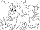malvorlage Bulldogge