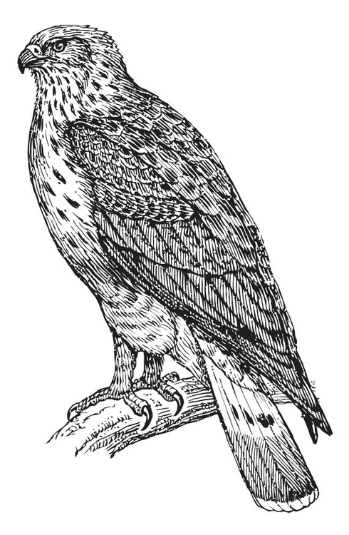 Malvorlage  Bussard