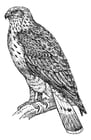 Malvorlagen Bussard