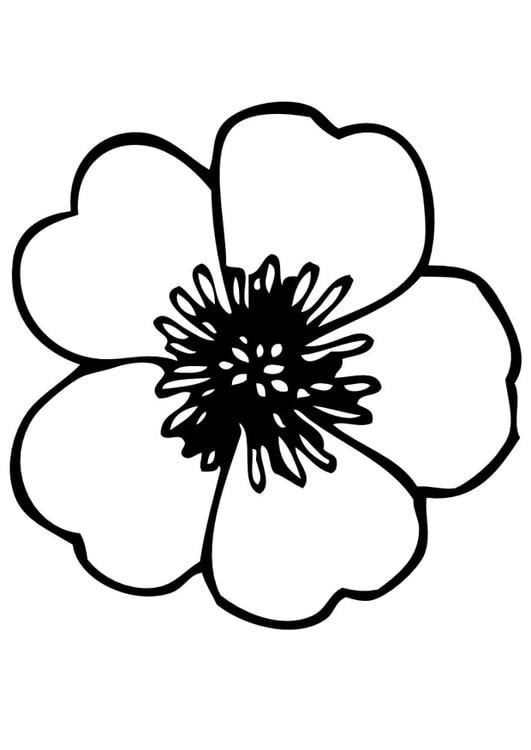 Butterblume