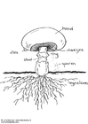 Malvorlagen Champignon