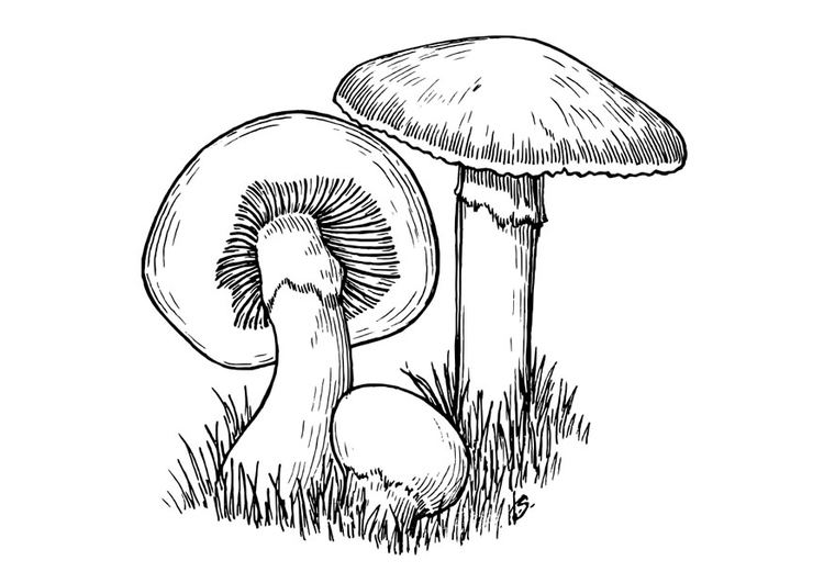 Malvorlage  Champignons