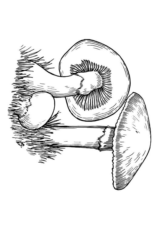 Champignons