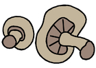 Bild champignons