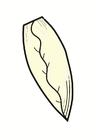 Bild chicorée
