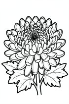 Chrysantheme