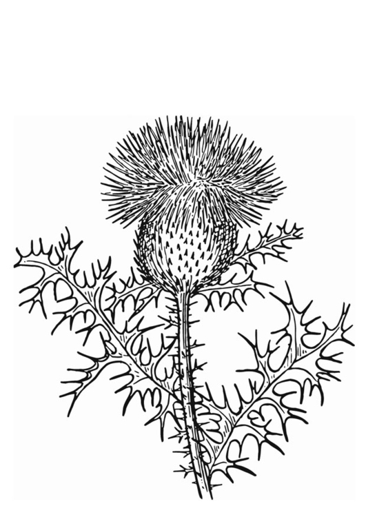 Malvorlage  Distel