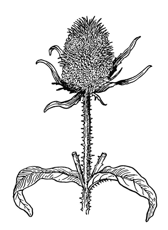 Malvorlage  Distel